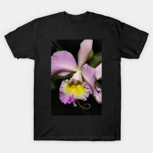 Cattleya Orchid in Pink & Mauve T-Shirt